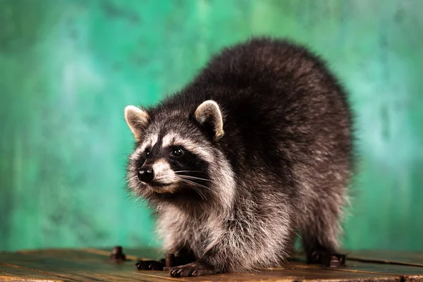 Schattig Getemde Wasbeer Speelt Binnen Bij Groen Gestructureerde Achtergrond — Stockfoto