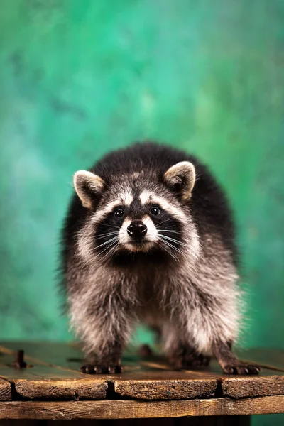 Adorable tamed raccoon plays indoor at green textured background