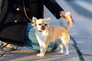 Setin büyük şehirde krem uzun saçlı chihuahua yürür