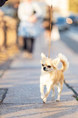 Setin büyük şehirde krem uzun saçlı chihuahua yürür