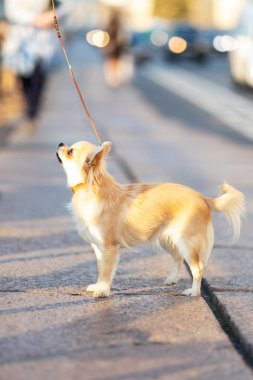Setin büyük şehirde krem uzun saçlı chihuahua yürür