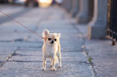 Setin büyük şehirde krem uzun saçlı chihuahua yürür
