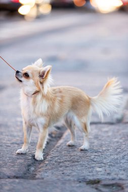 Setin büyük şehirde krem uzun saçlı chihuahua yürür