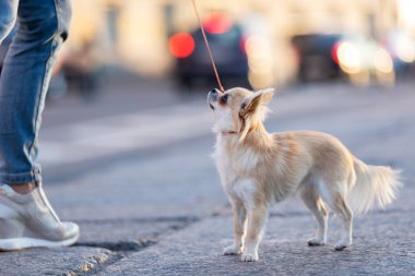 Setin büyük şehirde krem uzun saçlı chihuahua yürür