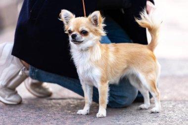 Setin büyük şehirde krem uzun saçlı chihuahua yürür