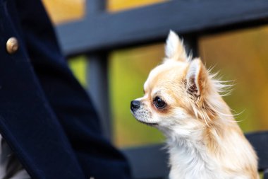 Setin büyük şehirde krem uzun saçlı chihuahua yürür