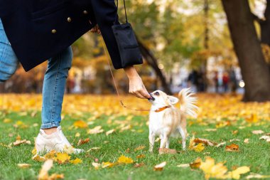 Setin büyük şehirde krem uzun saçlı chihuahua yürür