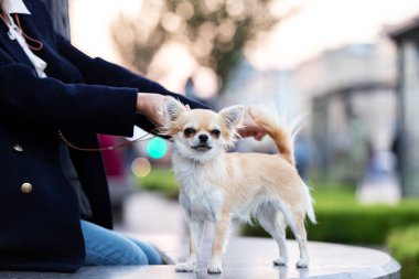 Setin büyük şehirde krem uzun saçlı chihuahua yürür