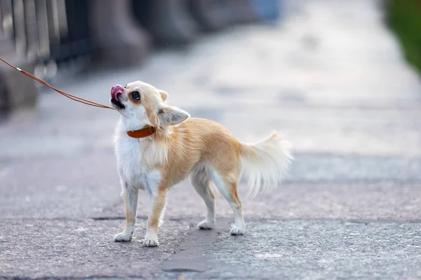 Cream Long Haired Chihuahua Walks Embankment Big City — Stock Photo, Image