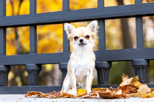 Crema Chihuahua Dai Capelli Lunghi Passeggiate Argine Nella Grande Città — Foto Stock