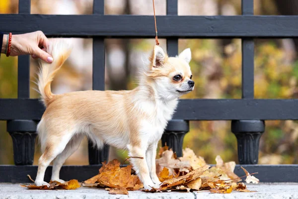 Crema Chihuahua Dai Capelli Lunghi Passeggiate Argine Nella Grande Città — Foto Stock