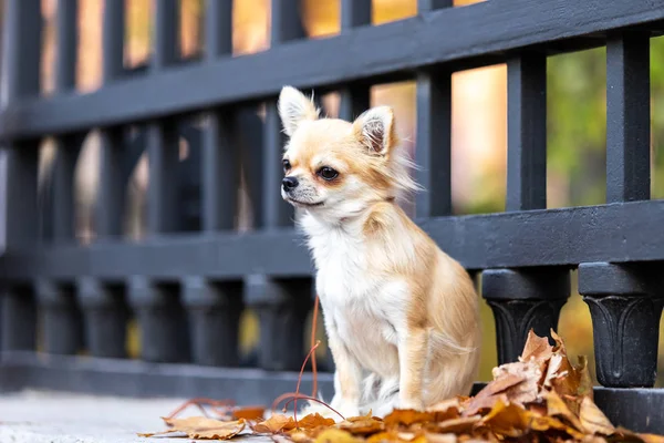 Crema Chihuahua Dai Capelli Lunghi Passeggiate Argine Nella Grande Città — Foto Stock