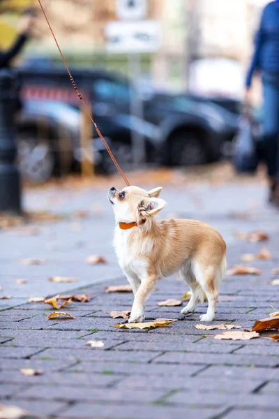 Crema Chihuahua Dai Capelli Lunghi Passeggiate Argine Nella Grande Città — Foto Stock