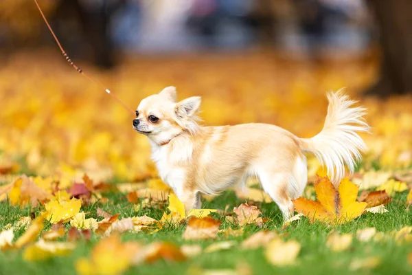 Chihuahua Długowłosy Krem Idzie Nasyp Wielkim Mieście — Zdjęcie stockowe