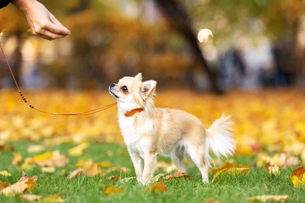 Crema Chihuahua Dai Capelli Lunghi Passeggiate Argine Nella Grande Città — Foto Stock