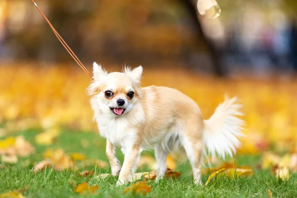 Crema Chihuahua Dai Capelli Lunghi Passeggiate Argine Nella Grande Città — Foto Stock