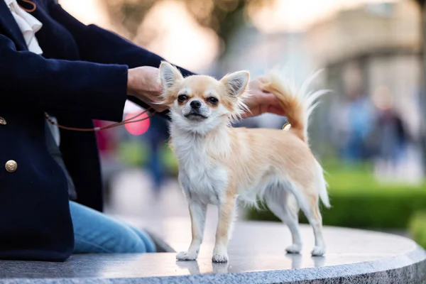 Crema Chihuahua Dai Capelli Lunghi Passeggiate Argine Nella Grande Città — Foto Stock