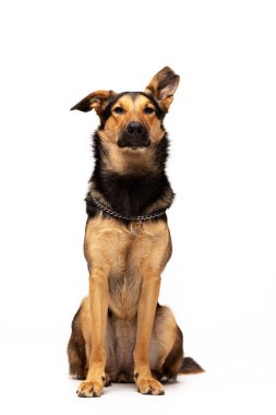 Çok güzel karışık-breed köpek beyaz arka plan kapalı oturur