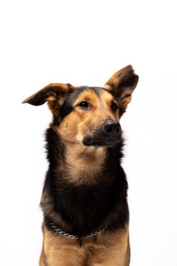 Çok güzel karışık-breed köpek beyaz arka plan kapalı duruyor