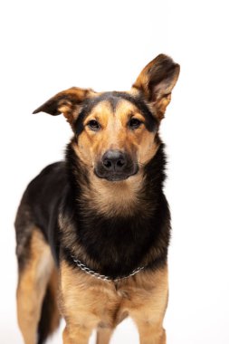 Çok güzel karışık-breed köpek beyaz arka plan kapalı duruyor