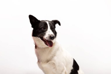 Çok güzel karışık-breed köpek beyaz arka plan kapalı oturur