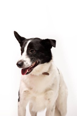 Çok güzel karışık-breed köpek beyaz arka plan kapalı duruyor