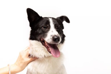 Çok güzel karışık-breed köpek beyaz arka plan kapalı oturur