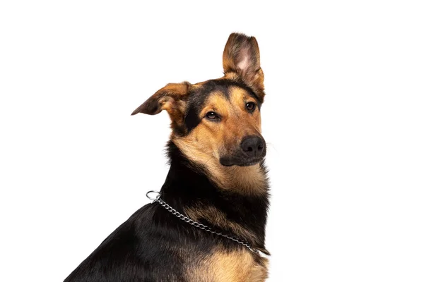 Adorable Mixed Breed Dog Sits Indoor White Background — Stock Photo, Image