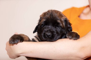 Sevimli yavru leonberger, 2 ay, kapalı bej renkli arka plan oturur