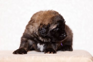 Leonberger köpek yavrusu bej renkli arka plan oturur