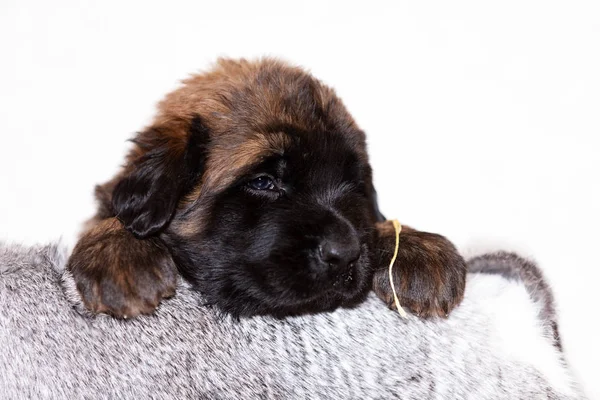 Cute Little Puppy Leonberger Months Sits Indoor Beige Background — Stock Photo, Image