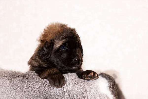 Pequeño cachorro leonberger se sienta en el fondo beige — Foto de Stock