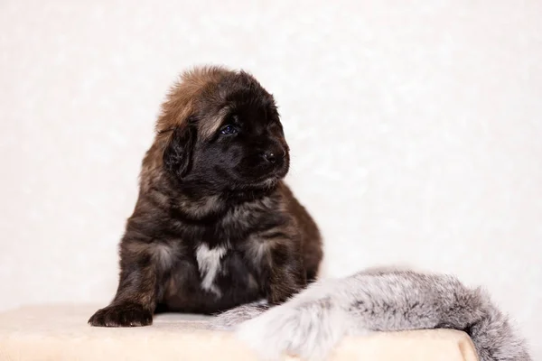 Pequeño cachorro leonberger se sienta en el fondo beige — Foto de Stock