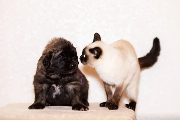 Liten leonberger valp sitter på beige bakgrund — Stockfoto