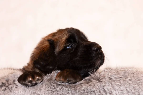 Pequeno cachorro leonberger senta-se no fundo bege — Fotografia de Stock