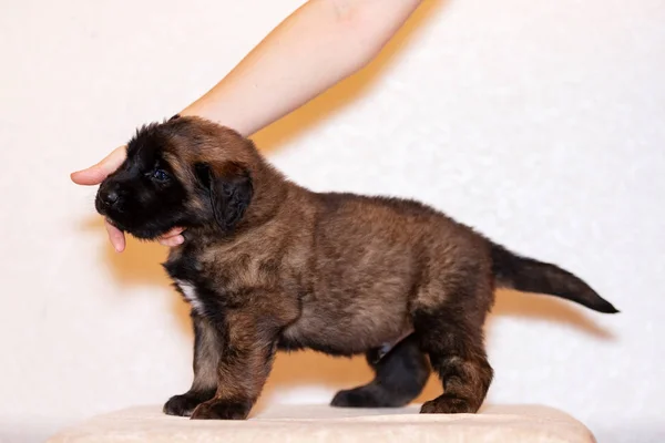 Pequeño cachorro leonberger se sienta en el fondo beige — Foto de Stock