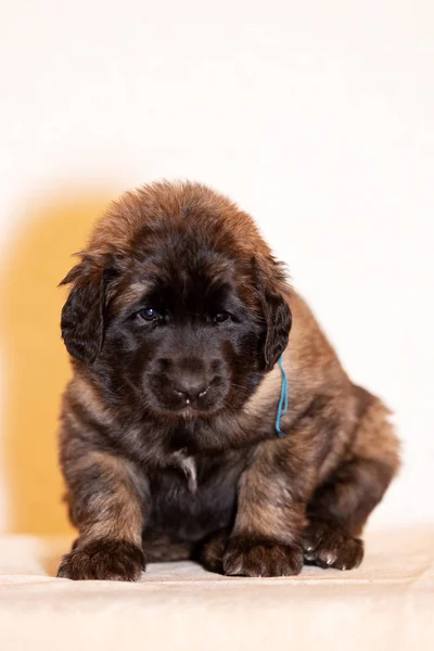 Petit chiot léonberger assis à fond beige — Photo