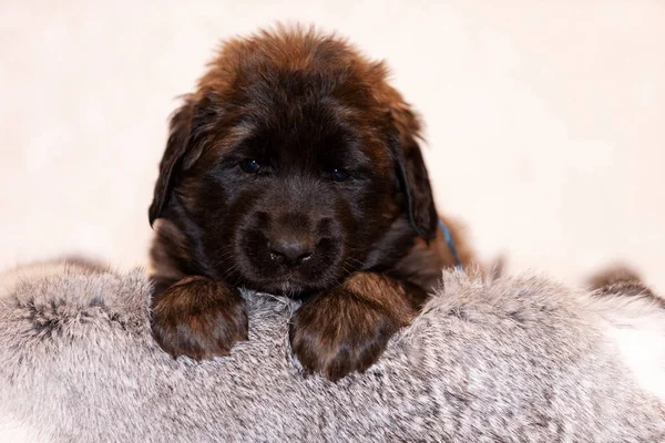 Pequeño cachorro leonberger se sienta en el fondo beige — Foto de Stock