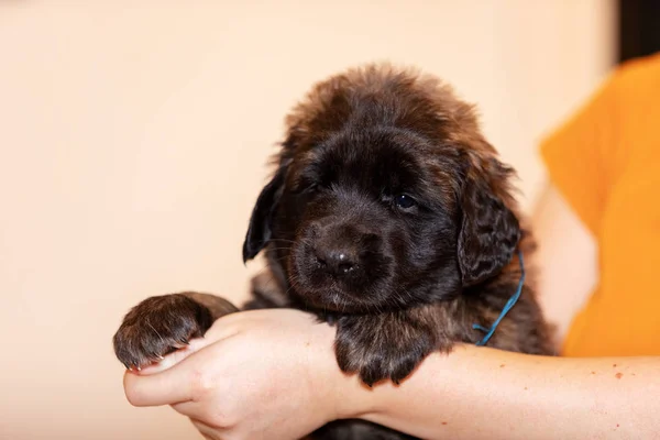 小 leonberger 小狗坐在米色背景 — 图库照片