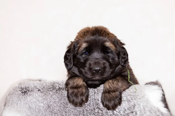 Little leonberger puppy sits at beige background — Stock Photo, Image