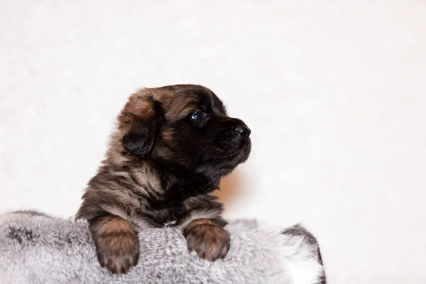 Leonberger köpek yavrusu bej renkli arka plan oturur — Stok fotoğraf