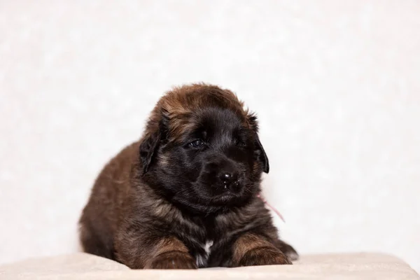 Leonberger köpek yavrusu bej renkli arka plan oturur — Stok fotoğraf