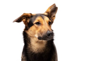 Çok güzel karışık-breed köpek beyaz arka plan kapalı oturur