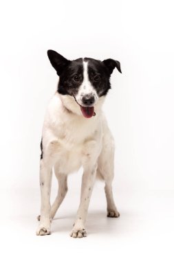Çok güzel karışık-breed köpek beyaz arka plan kapalı duruyor
