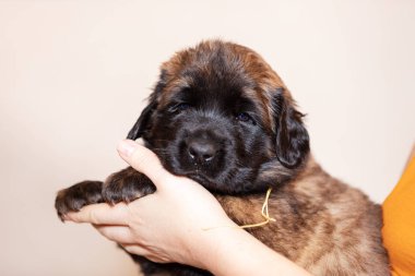 Sevimli yavru leonberger, 2 ay, kapalı bej renkli arka plan oturur