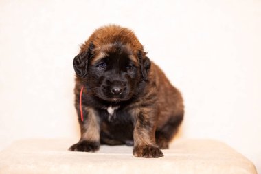 Sevimli yavru leonberger, 2 ay, kapalı bej renkli arka plan oturur