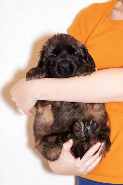 Lindo Perrito Leonberger Meses Sienta Interior Fondo Beige — Foto de Stock