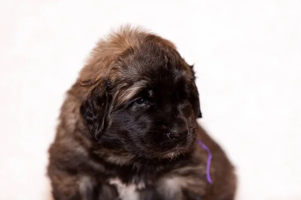 Schattige Kleine Puppy Van Leonberger Zit Maanden Binnen Bij Beige — Stockfoto