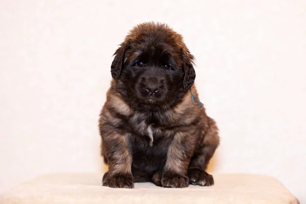 Mignon Petit Chiot Léonberger Mois Trouve Intérieur Fond Beige — Photo