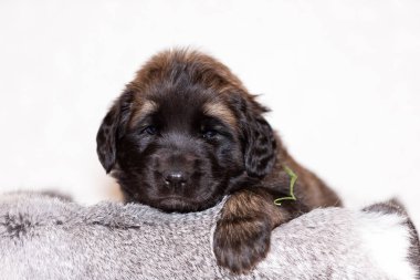 Sevimli yavru leonberger, 2 ay, kapalı bej renkli arka plan oturur